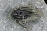 Bargain, Cyphaspis Trilobite With Long Spines #127005-2
